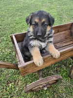 LOLA, a female German Shepherd Dog for sale in Exeter, MO – Photo 6 of 9