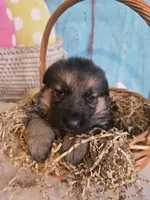Hazel, a female German Shepherd Dog for sale in Exeter, MO – Photo 4 of 4