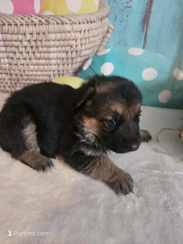 Hazel – German Shepherd Dog puppy for sale in Exeter, MO