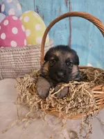 Hazel, a female German Shepherd Dog for sale in Exeter, MO – Photo 2 of 4