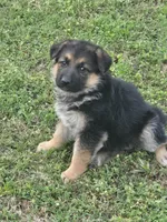 LOLA, a female German Shepherd Dog for sale in Exeter, MO – Photo 3 of 9