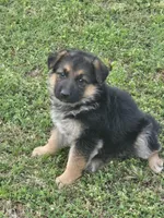 LOLA, a female German Shepherd Dog for sale in Exeter, MO – Photo 2 of 9