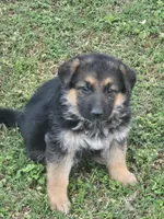 LOLA, a female German Shepherd Dog for sale in Exeter, MO – Photo 5 of 9