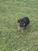 LOLA, a female German Shepherd Dog for sale in Exeter, MO – Photo 7 of 9