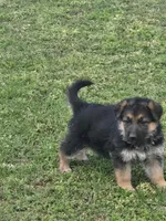 LOLA, a female German Shepherd Dog for sale in Exeter, MO – Photo 4 of 9