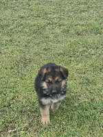 LOLA, a female German Shepherd Dog for sale in Exeter, MO – Photo 8 of 9