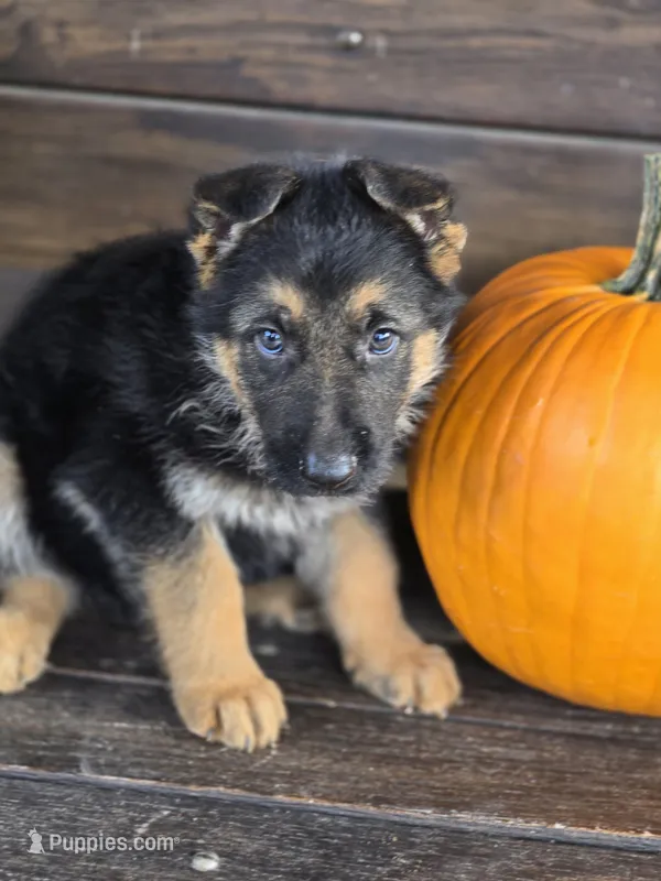 NASH – German Shepherd Dog puppy for sale in Exeter, MO
