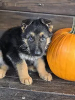 NASH, a male German Shepherd Dog for sale in Exeter, MO – 1 of 4