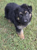 KILO, a male German Shepherd Dog for sale in Exeter, MO – 6 of 8