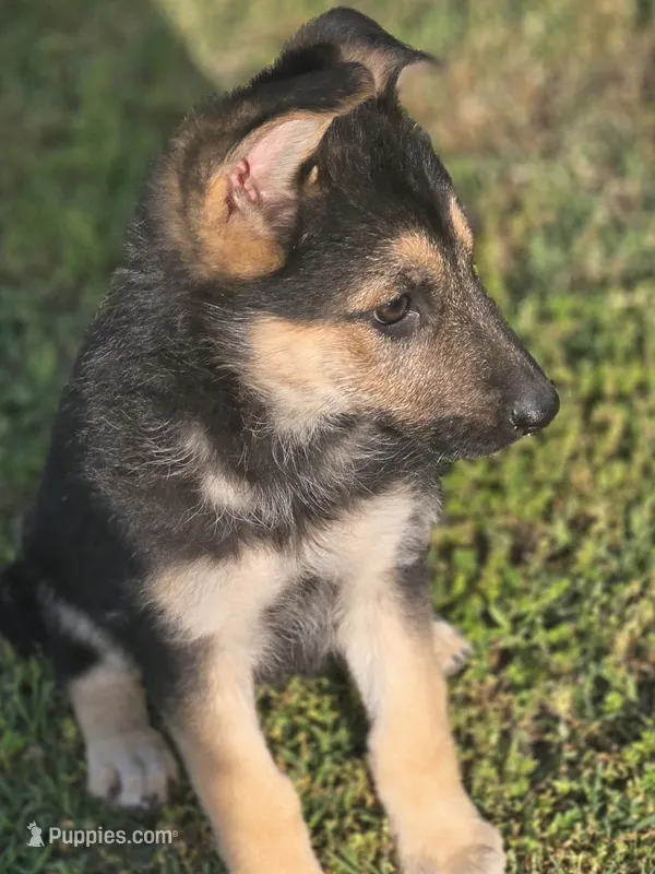 BELLE – German Shepherd Dog puppy for sale in Exeter, MO