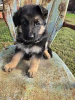 GRETA, a female German Shepherd Dog for sale in Exeter, MO – 2 of 7