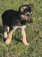 BELLE, a female German Shepherd Dog for sale in Exeter, MO – 4 of 4