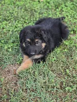 KILO, a male German Shepherd Dog for sale in Exeter, MO – 8 of 8