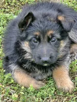 KORA, a female German Shepherd Dog for sale in Exeter, MO – Photo 4 of 7