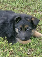 KORA, a female German Shepherd Dog for sale in Exeter, MO – Photo 6 of 7