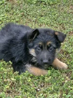 KORA, a female German Shepherd Dog for sale in Exeter, MO – Photo 5 of 7