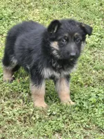 KORA, a female German Shepherd Dog for sale in Exeter, MO – Photo 7 of 7