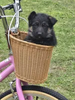 KORA, a female German Shepherd Dog for sale in Exeter, MO – Photo 3 of 7