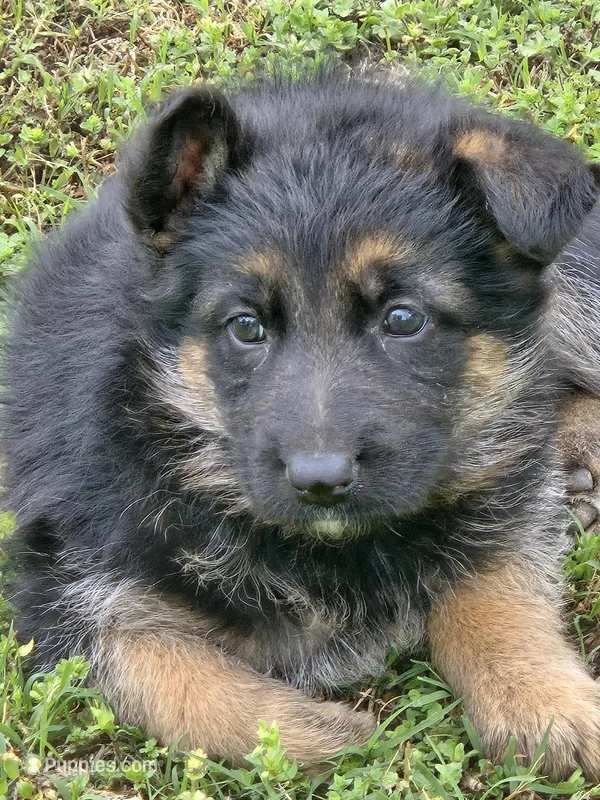 KORA – German Shepherd Dog puppy for sale in Exeter, MO