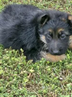 KORA, a female German Shepherd Dog for sale in Exeter, MO – Photo 2 of 7