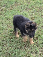 GRETA, a female German Shepherd Dog for sale in Exeter, MO – 6 of 7