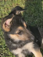 BELLE, a female German Shepherd Dog for sale in Exeter, MO – 2 of 4