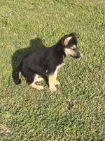 BELLE, a female German Shepherd Dog for sale in Exeter, MO – 3 of 4