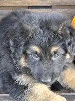KILO, a male German Shepherd Dog for sale in Exeter, MO – 4 of 8