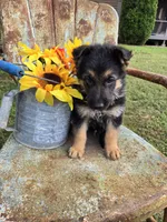 GRETA, a female German Shepherd Dog for sale in Exeter, MO – 7 of 7