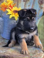 KOBALT, a male German Shepherd Dog for sale in Exeter, MO – 6 of 9