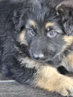 KILO, a male German Shepherd Dog for sale in Exeter, MO – 2 of 8