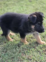 KOBALT, a male German Shepherd Dog for sale in Exeter, MO – 3 of 9