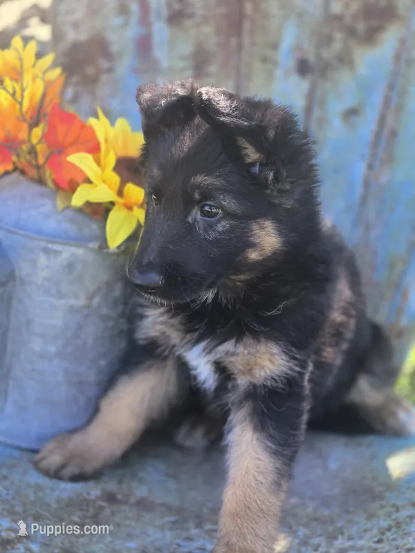 ELLA – German Shepherd Dog puppy for sale in Exeter, MO