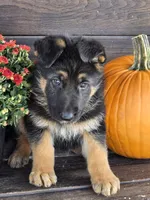 KOBALT, a male German Shepherd Dog for sale in Exeter, MO – 7 of 9