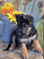 KOBALT, a male German Shepherd Dog for sale in Exeter, MO – 4 of 9