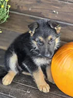 NASH, a male German Shepherd Dog for sale in Exeter, MO – 4 of 4