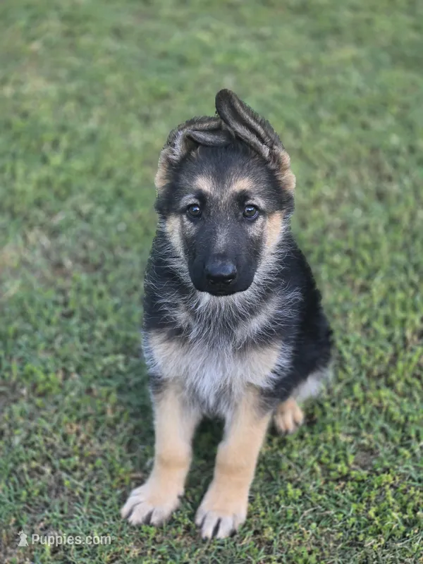 SARGE – German Shepherd Dog puppy for sale in Exeter, MO