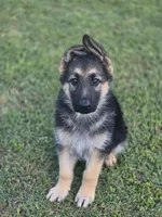 SARGE, a male German Shepherd Dog for sale in Exeter, MO – Photo 1 of 5