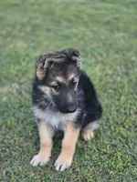 SARGE, a male German Shepherd Dog for sale in Exeter, MO – Photo 2 of 5