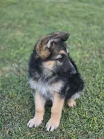 SARGE, a male German Shepherd Dog for sale in Exeter, MO – Photo 5 of 5