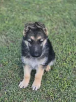 SARGE, a male German Shepherd Dog for sale in Exeter, MO – Photo 3 of 5