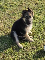 SARGE, a male German Shepherd Dog for sale in Exeter, MO – Photo 4 of 5