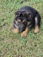 GRETA, a female German Shepherd Dog for sale in Exeter, MO – 4 of 7
