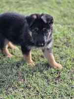 KOBALT, a male German Shepherd Dog for sale in Exeter, MO – 5 of 9