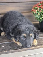 KILO, a male German Shepherd Dog for sale in Exeter, MO – 7 of 8