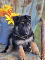 KOBALT, a male German Shepherd Dog for sale in Exeter, MO – 2 of 9
