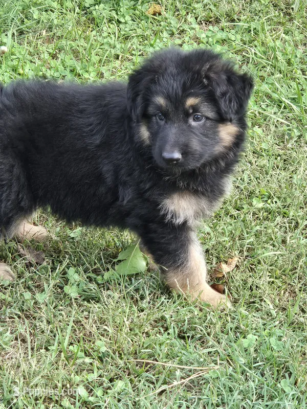 KILO – German Shepherd Dog puppy for sale in Exeter, MO