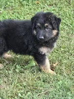 KILO, a male German Shepherd Dog for sale in Exeter, MO – 1 of 8