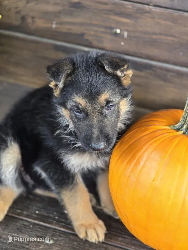 NASH – German Shepherd Dog puppy for sale in Exeter, MO