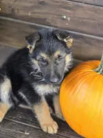 NASH, a male German Shepherd Dog for sale in Exeter, MO – 3 of 4